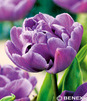 Showbox 10-Cio Komorowy Tulip - Tulipan Pełny I Tulipan Liliokształtny 250 Szt.