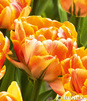 Showbox 10-Cio Komorowy Tulip - Tulipan Pełny I Tulipan Liliokształtny 250 Szt.
