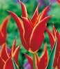 Showbox 10-Cio Komorowy Tulip - Tulipan Pełny I Tulipan Liliokształtny 250 Szt.