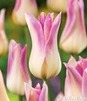Showbox 10-Cio Komorowy Tulip - Tulipan Pełny I Tulipan Liliokształtny 250 Szt.