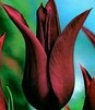 Showbox 10-Cio Komorowy Tulip - Tulipan Pełny I Tulipan Liliokształtny 250 Szt.