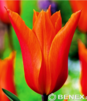 Showbox 10-Cio Komorowy Tulip - Tulipan Pełny I Tulipan Liliokształtny 250 Szt.