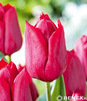 Showbox 10-Cio Komorowy Tulip - Tulipan Na Kwiaty Cięte I Triumph 250 Szt.