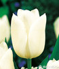 Showbox 10-Cio Komorowy Tulip - Tulipan Na Kwiaty Cięte I Triumph 250 Szt.