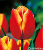 Showbox 10-Cio Komorowy Tulip - Tulipan Na Kwiaty Cięte I Triumph 250 Szt.