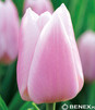 Showbox 10-Cio Komorowy Tulip - Tulipan Na Kwiaty Cięte I Triumph 250 Szt.