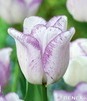 Showbox 10-Cio Komorowy Tulip - Tulipan Na Kwiaty Cięte I Triumph 250 Szt.