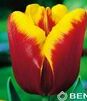 Showbox 10-Cio Komorowy Tulip - Tulipan Na Kwiaty Cięte I Triumph 250 Szt.