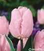 Showbox 10-Cio Komorowy Tulip - Tulipan Na Kwiaty Cięte I Triumph 250 Szt.