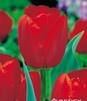 Showbox 10-Cio Komorowy Tulip - Tulipan Na Kwiaty Cięte I Triumph 250 Szt.