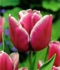 Showbox 10-Cio Komorowy Tulip - Tulipan Na Kwiaty Cięte I Triumph 250 Szt.