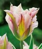 Showbox 10-Cio Komorowy Tulip - Tulipan Virindiflora  11/12  250 Szt.