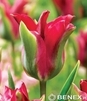 Showbox 10-Cio Komorowy Tulip - Tulipan Virindiflora  11/12  250 Szt.