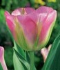 Showbox 10-Cio Komorowy Tulip - Tulipan Virindiflora  11/12  250 Szt.