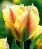 Showbox 10-Cio Komorowy Tulip - Tulipan Virindiflora  11/12  250 Szt.