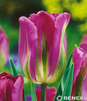 Showbox 10-Cio Komorowy Tulip - Tulipan Virindiflora  11/12  250 Szt.