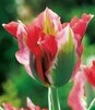 Showbox 10-Cio Komorowy Tulip - Tulipan Virindiflora  11/12  250 Szt.