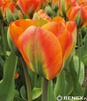 Showbox 10-Cio Komorowy Tulip - Tulipan Virindiflora  11/12  250 Szt.