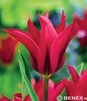 Showbox 10-Cio Komorowy Tulip - Tulipan Virindiflora  11/12  250 Szt.