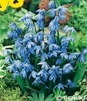 Showbox 10-Cio Komorowy Scilla, Chionodoxa - Cebulica I Śnieżnik 500 Szt.