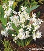 Showbox 10-Cio Komorowy Scilla, Chionodoxa - Cebulica I Śnieżnik 500 Szt.