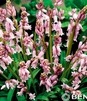 Showbox 10-Cio Komorowy Scilla, Chionodoxa - Cebulica I Śnieżnik 500 Szt.