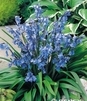 Showbox 10-Cio Komorowy Scilla, Chionodoxa - Cebulica I Śnieżnik 500 Szt.