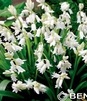 Showbox 10-Cio Komorowy Scilla, Chionodoxa - Cebulica I Śnieżnik 500 Szt.