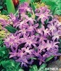 Showbox 10-Cio Komorowy Scilla, Chionodoxa - Cebulica I Śnieżnik 500 Szt.