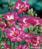 Showbox 10-Cio Komorowy Fressia, Ranunculus - Frezja, Jaskier  500 Szt.