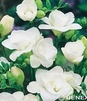 Showbox 10-Cio Komorowy Fressia, Ranunculus - Frezja, Jaskier  500 Szt.
