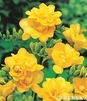 Showbox 10-Cio Komorowy Fressia, Ranunculus - Frezja, Jaskier  500 Szt.