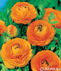 Showbox 10-Cio Komorowy Fressia, Ranunculus - Frezja, Jaskier  500 Szt.