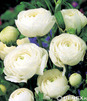 Showbox 10-Cio Komorowy Fressia, Ranunculus - Frezja, Jaskier  500 Szt.