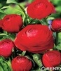 Showbox 10-Cio Komorowy Fressia, Ranunculus - Frezja, Jaskier  500 Szt.