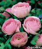 Showbox 10-Cio Komorowy Fressia, Ranunculus - Frezja, Jaskier  500 Szt.