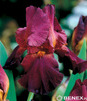 Showbox 10-Cio Komorowy Iris Germanica - Kosiaciec Bródkowy I  40 Szt.