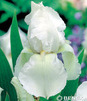 Showbox 10-Cio Komorowy Iris Germanica - Kosiaciec Bródkowy I  40 Szt.
