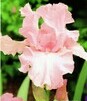 Showbox 10-Cio Komorowy Iris Germanica - Kosiaciec Bródkowy I  40 Szt.