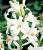 Showbox Połówkowy Fritillaria - Korona Cesarska "1"  20 Szt.