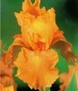 Showbox 10-Cio Komorowy Iris Germanica - Kosiaciec Bródkowy I  40 Szt.