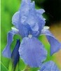 Showbox 10-Cio Komorowy Iris Germanica - Kosiaciec Bródkowy I  40 Szt.