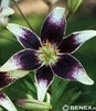 Showbox 10-Cio Komorowy Lilium - Lilia Azjatycka Dwukolorowa 16/18  100 Szt.