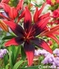 Showbox 10-Cio Komorowy Lilium - Lilia Azjatycka Dwukolorowa 16/18  100 Szt.