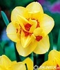 Showbox 10-Cio Komorowy Narcissus - Narcyz Pełny 14/16 150 Szt.