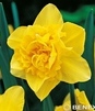 Showbox 10-Cio Komorowy Narcissus - Narcyz Pełny 14/16 150 Szt.