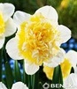 Showbox 10-Cio Komorowy Narcissus - Narcyz Pełny 14/16 150 Szt.