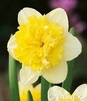 Showbox 10-Cio Komorowy Narcissus - Narcyz Pełny 14/16 150 Szt.