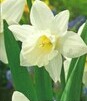 Showbox 10-Cio Komorowy Narcissus - Narcyz Trąbkowy I Wielkoprzykor. 14/16 150 S