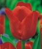 Showbox 10-Cio Komorowy Tulip - Tulipan Pojedynczy Późny I Wczesny 250 Szt.
